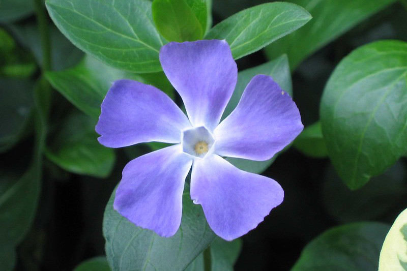 Plant Image